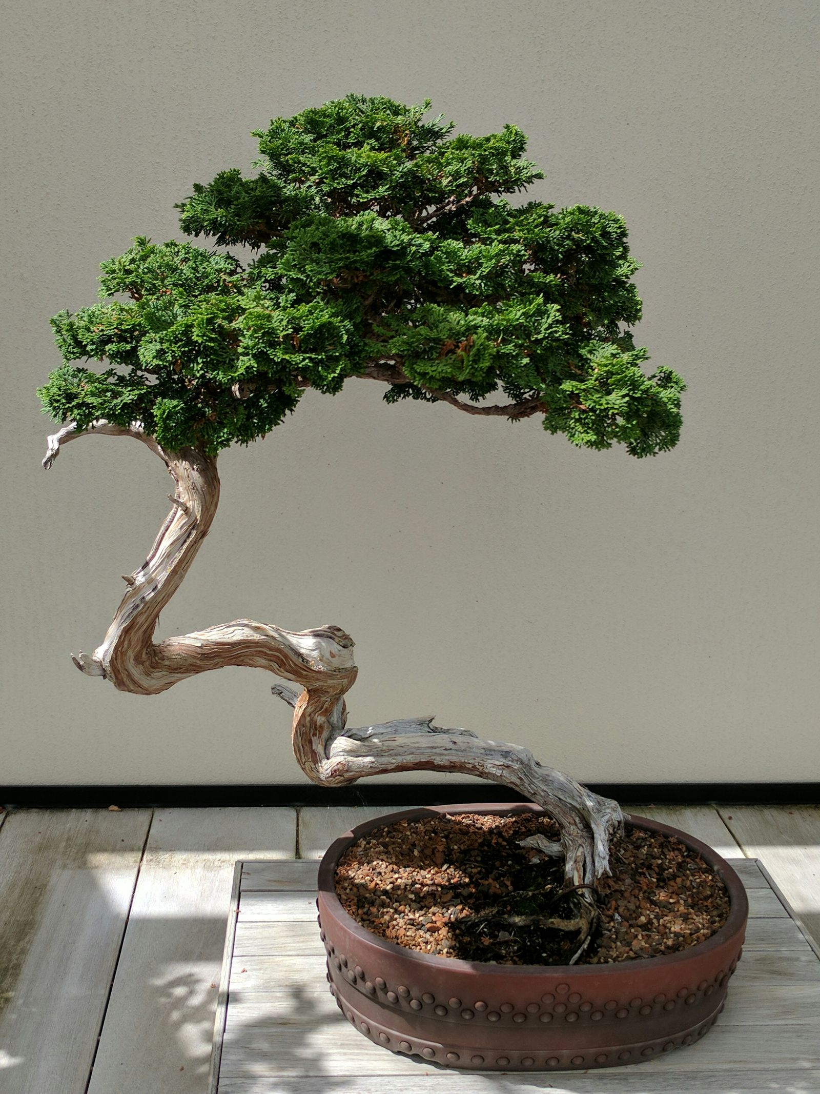 A mature juniper bonsai tree with a windswept canopy in a ceramic pot