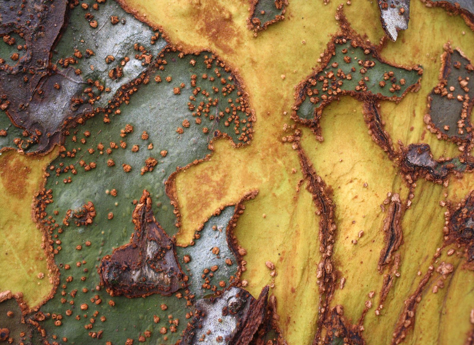 Close-up of exfoliating Chinese Elm bark texture