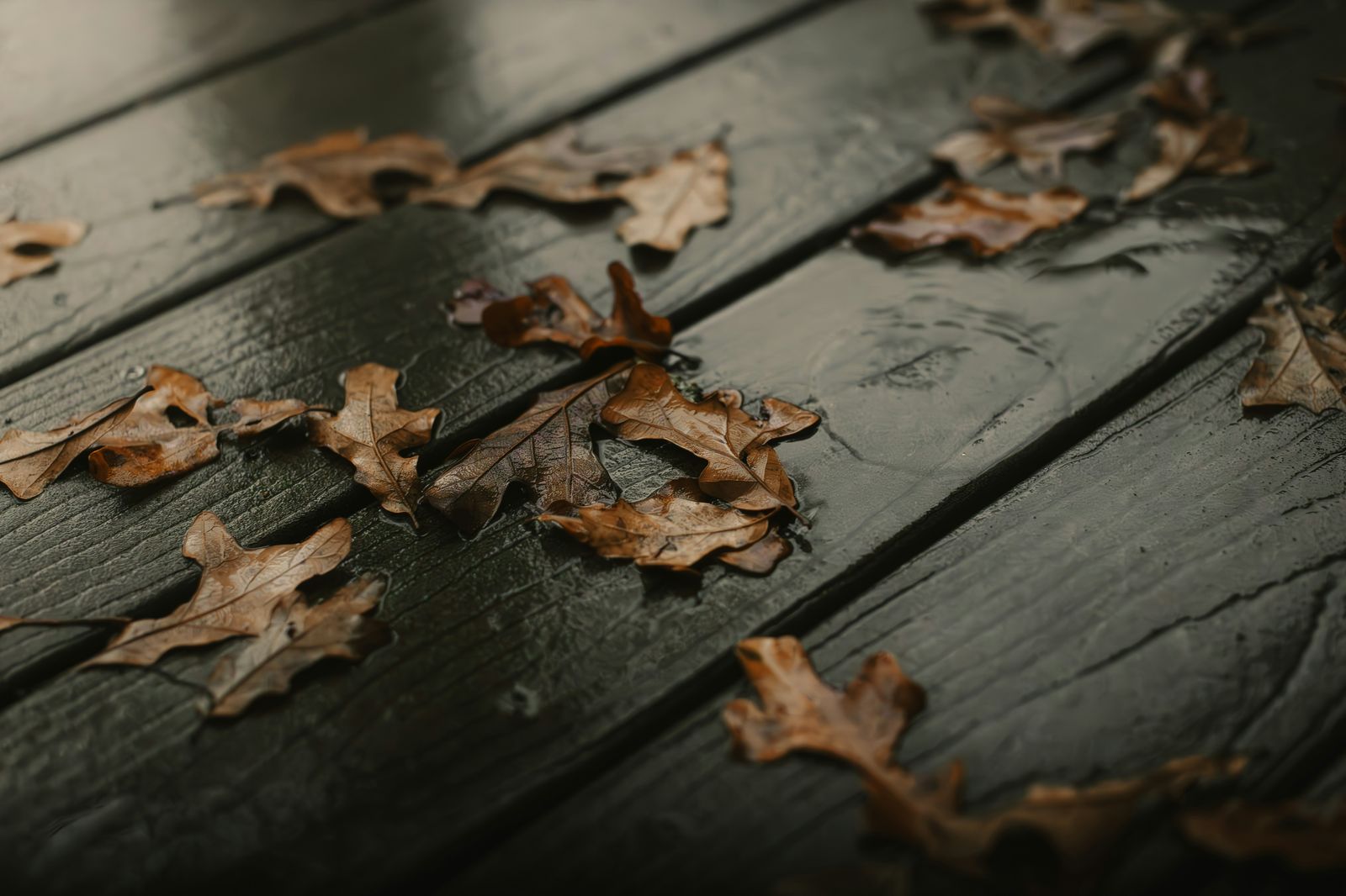 Dry fallen leaves scattered on a wet wooden deck