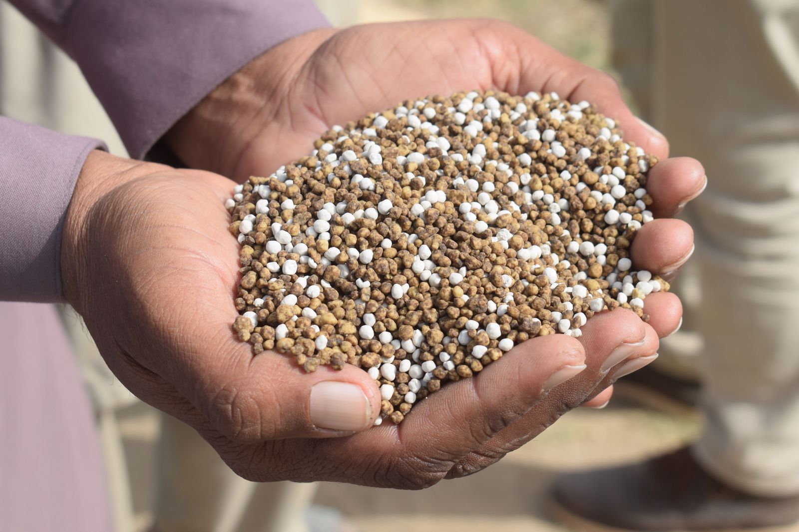 Hands holding a pile of granular fertilizer