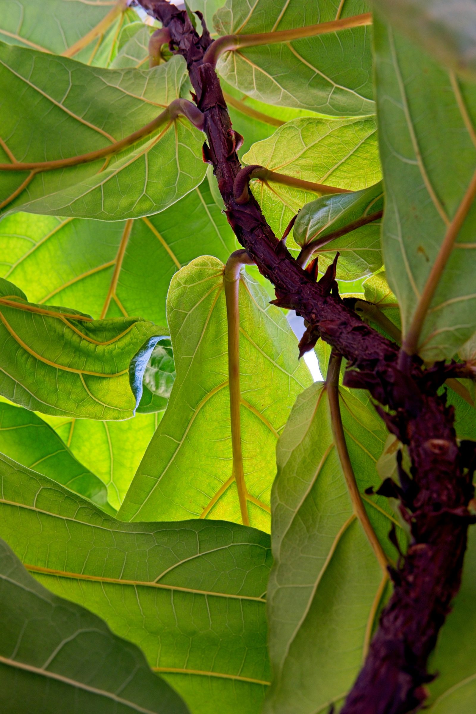 Close-up of glossy ficus leaves and a reddish stem