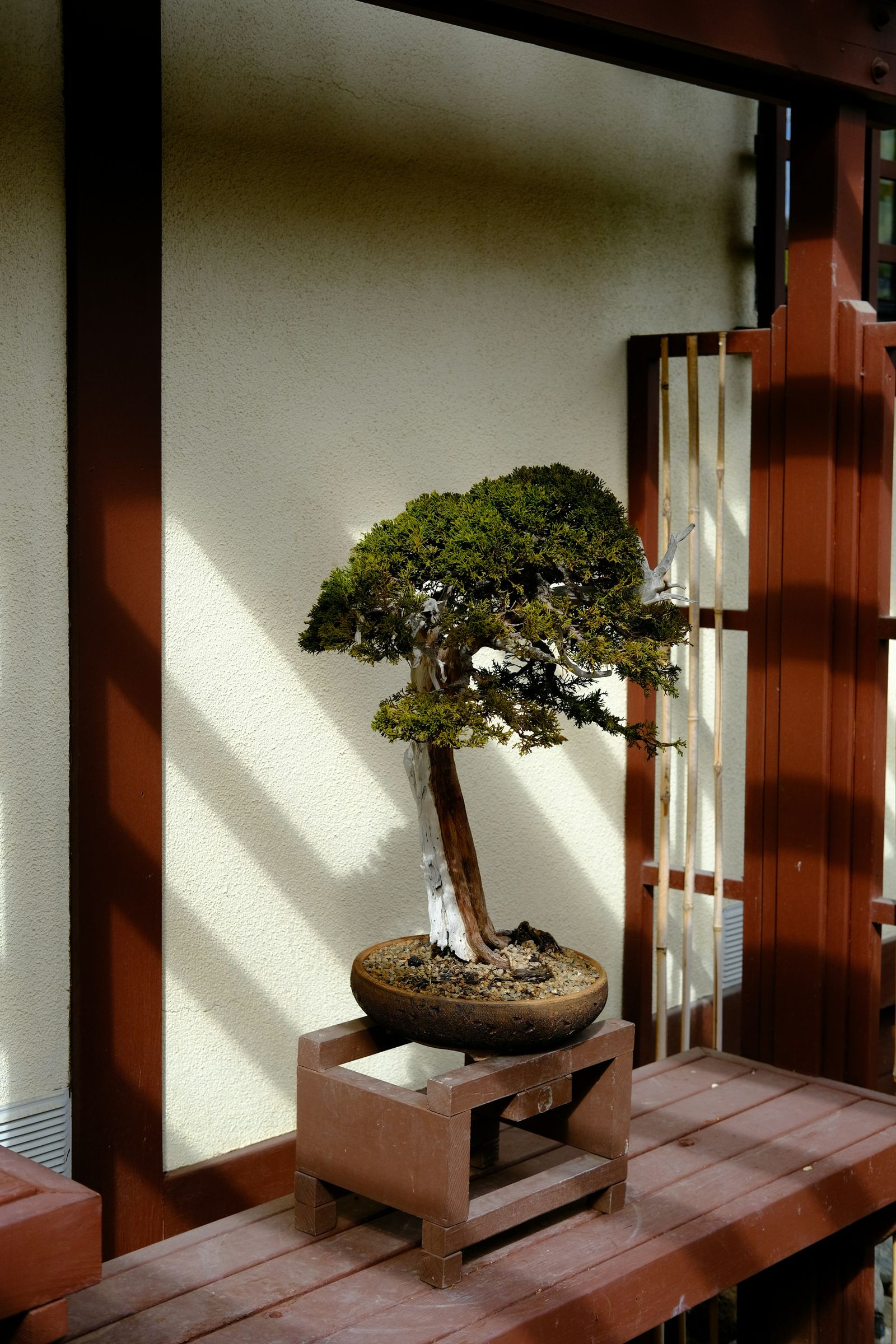 A bonsai tree displayed outdoors on a wooden stand against a sunlit wall
