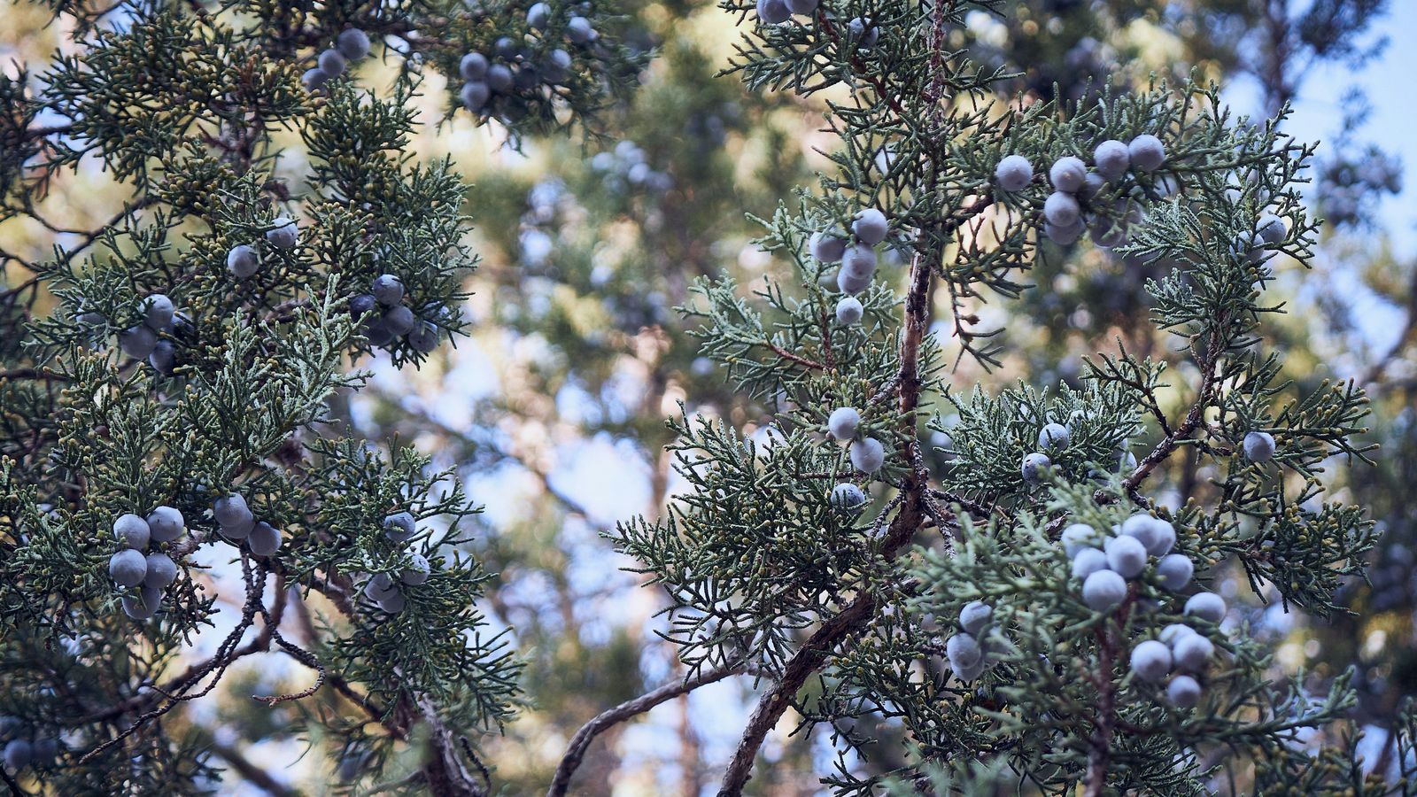 Juniper branches covered with blue-grey berries