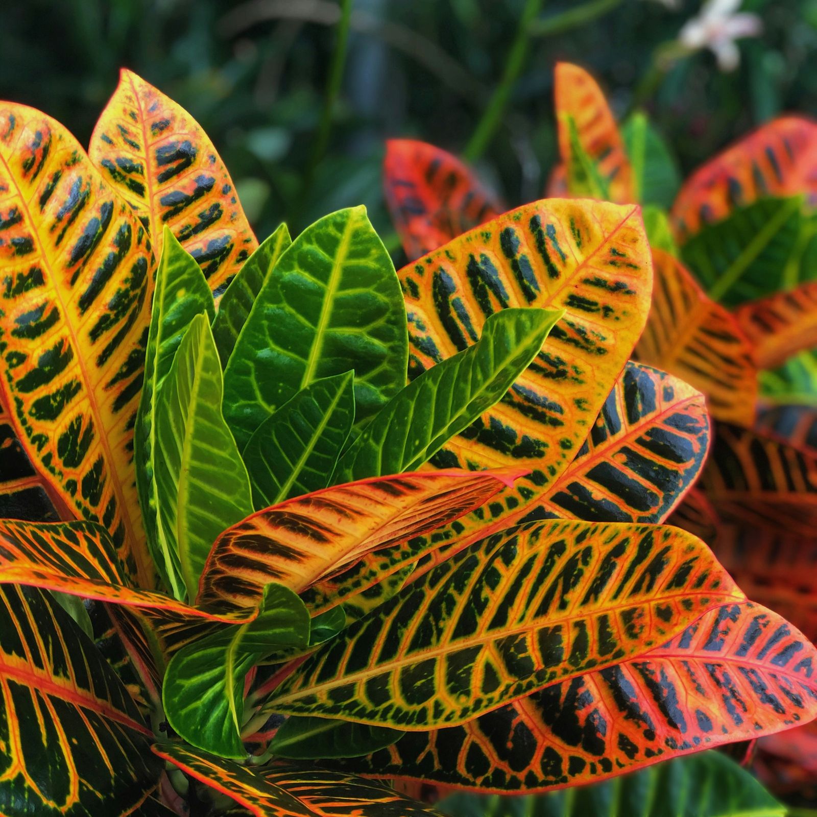 Close-up of variegated yellow, red, and green leaves