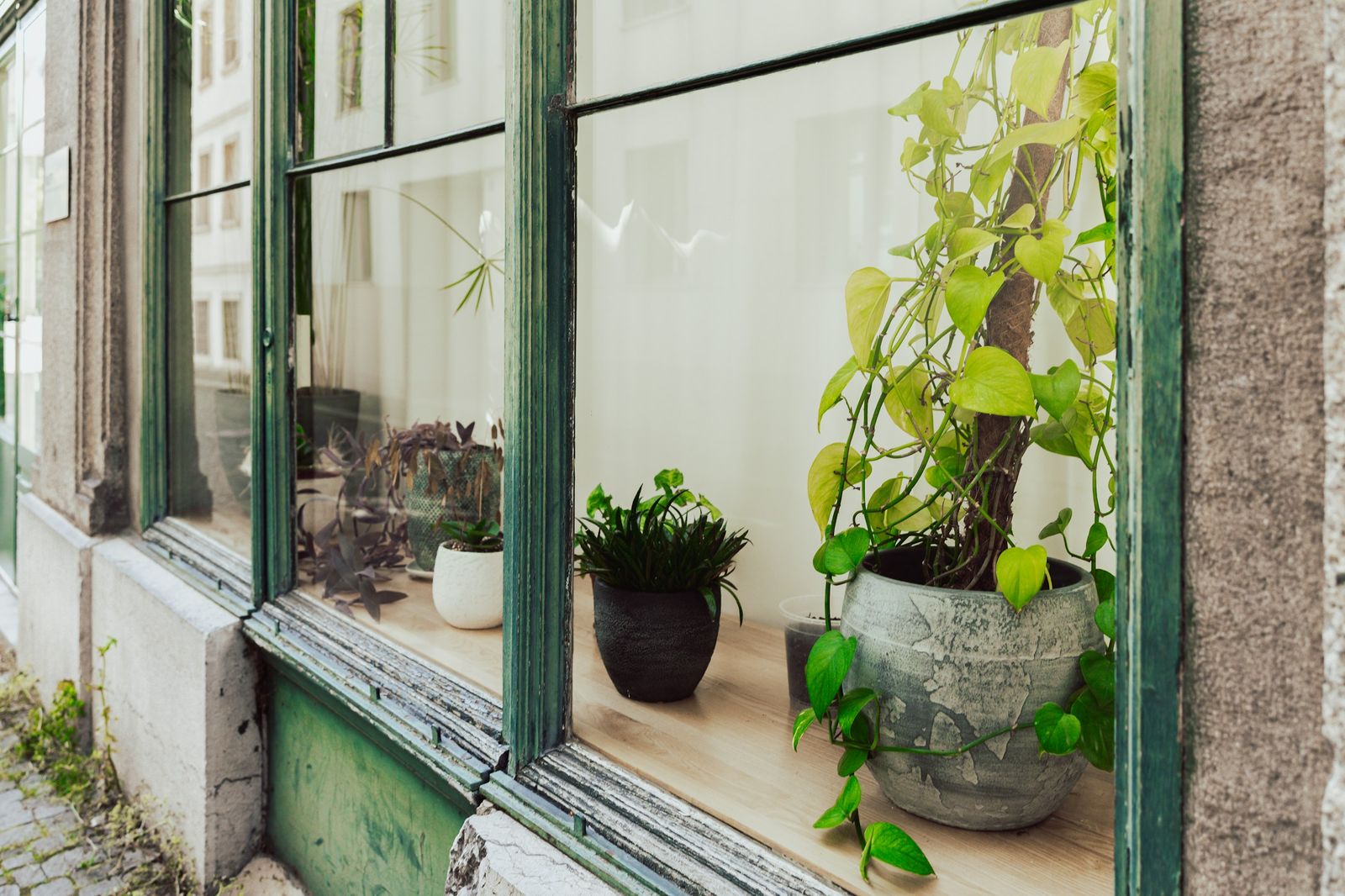 Potted plants arranged on a sunlit windowsill