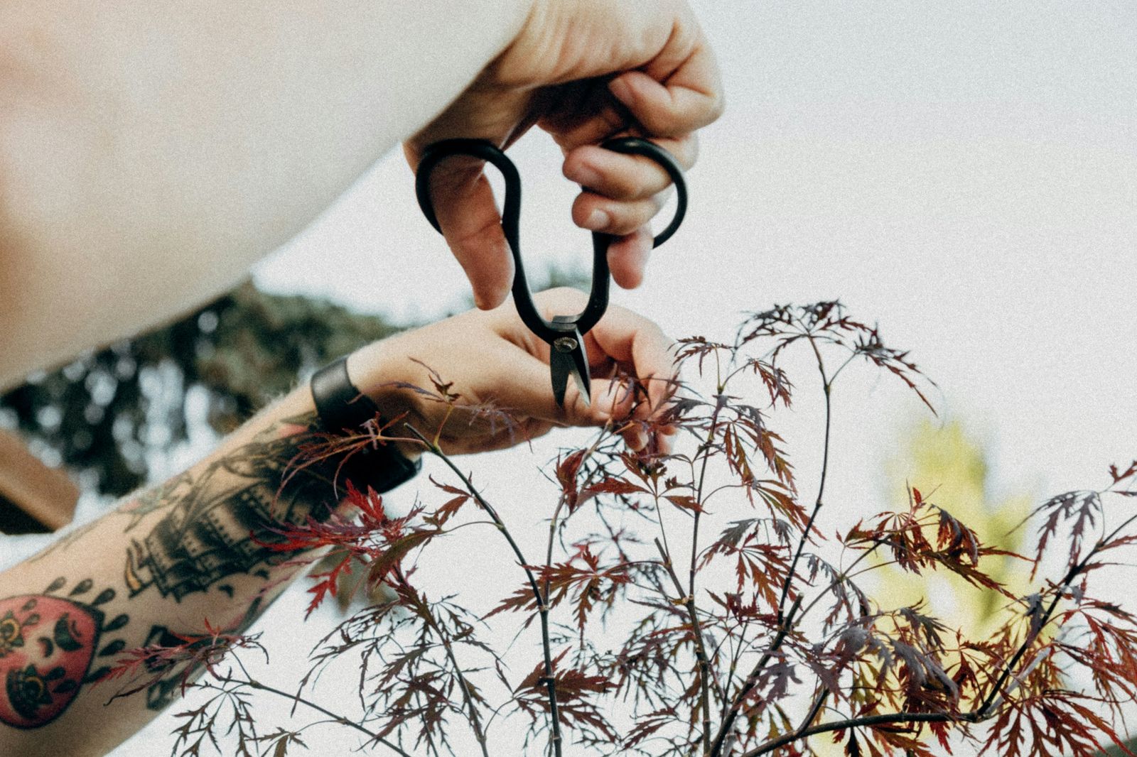 Close-up of hands pruning a small tree with bonsai shears