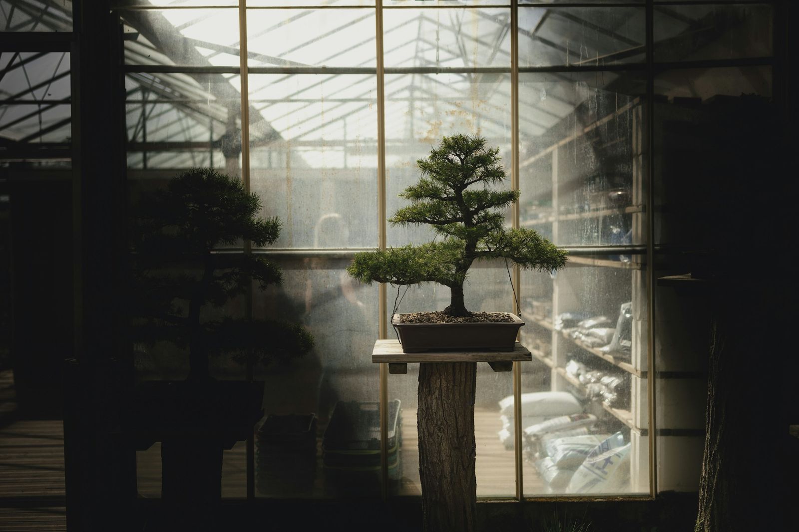 A bonsai tree displayed on a pedestal inside a greenhouse