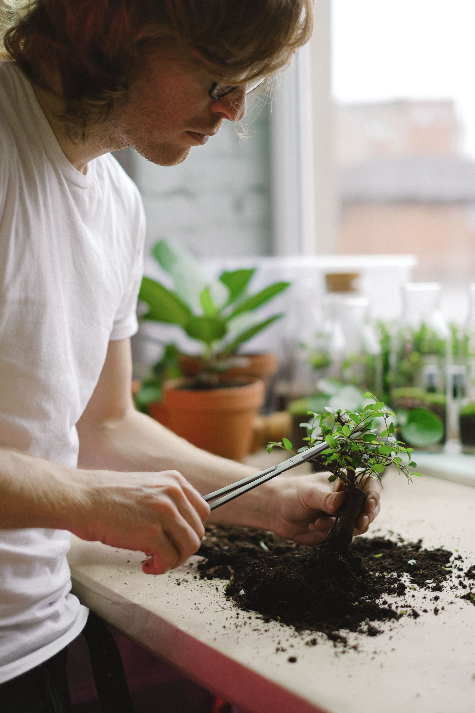 A person using scissors to trim a small bonsai tree