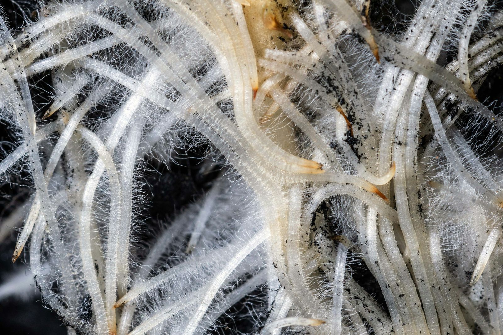 Close-up of pale plant roots covered in fine root hairs