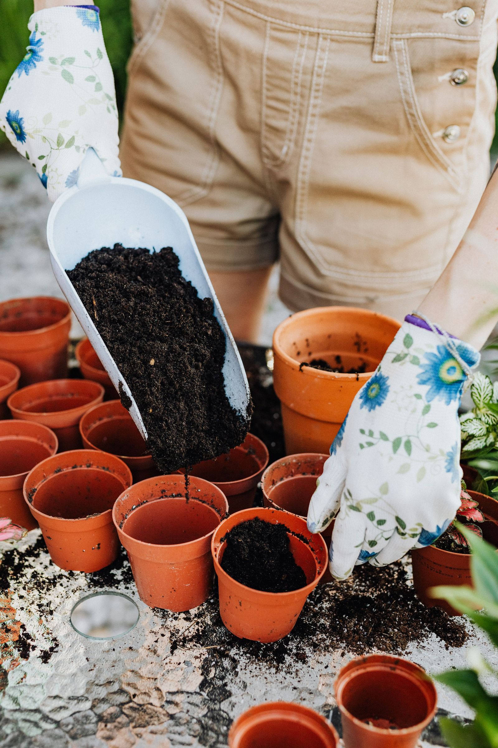 Hands scooping potting soil into small terracotta pots