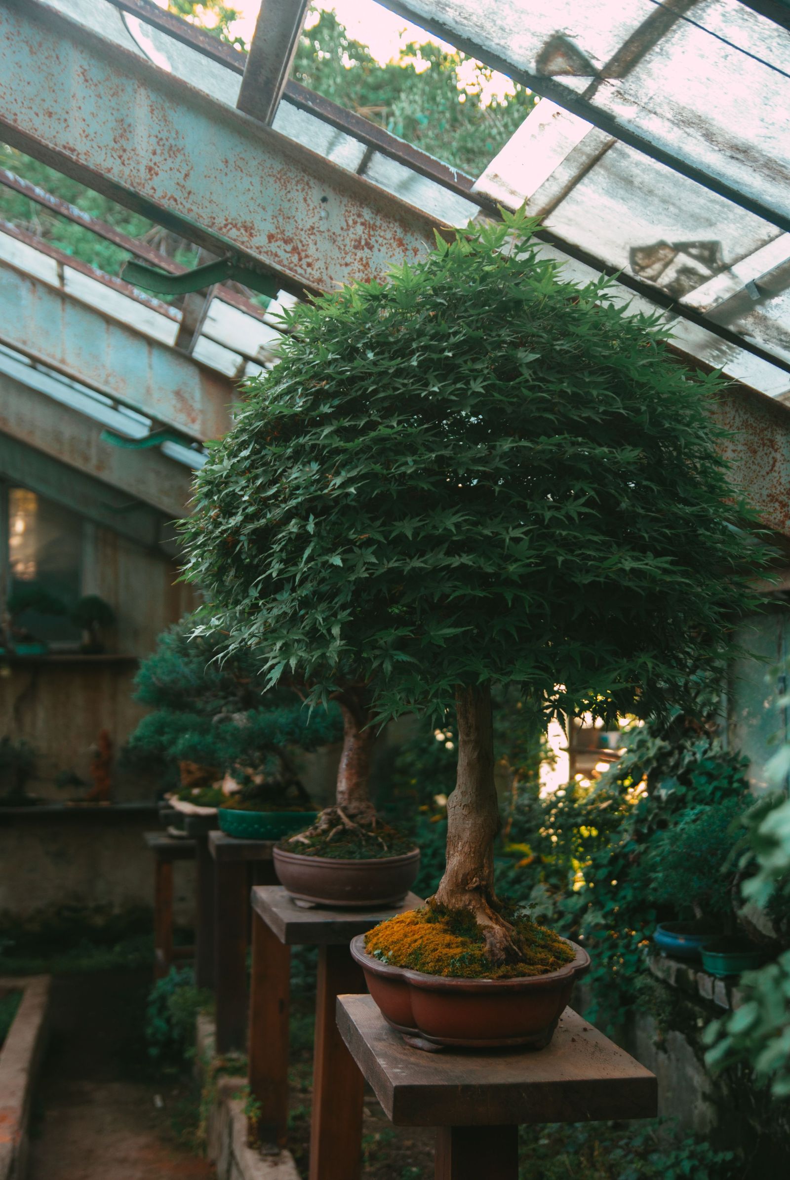 Several bonsai trees of different shapes displayed in a greenhouse