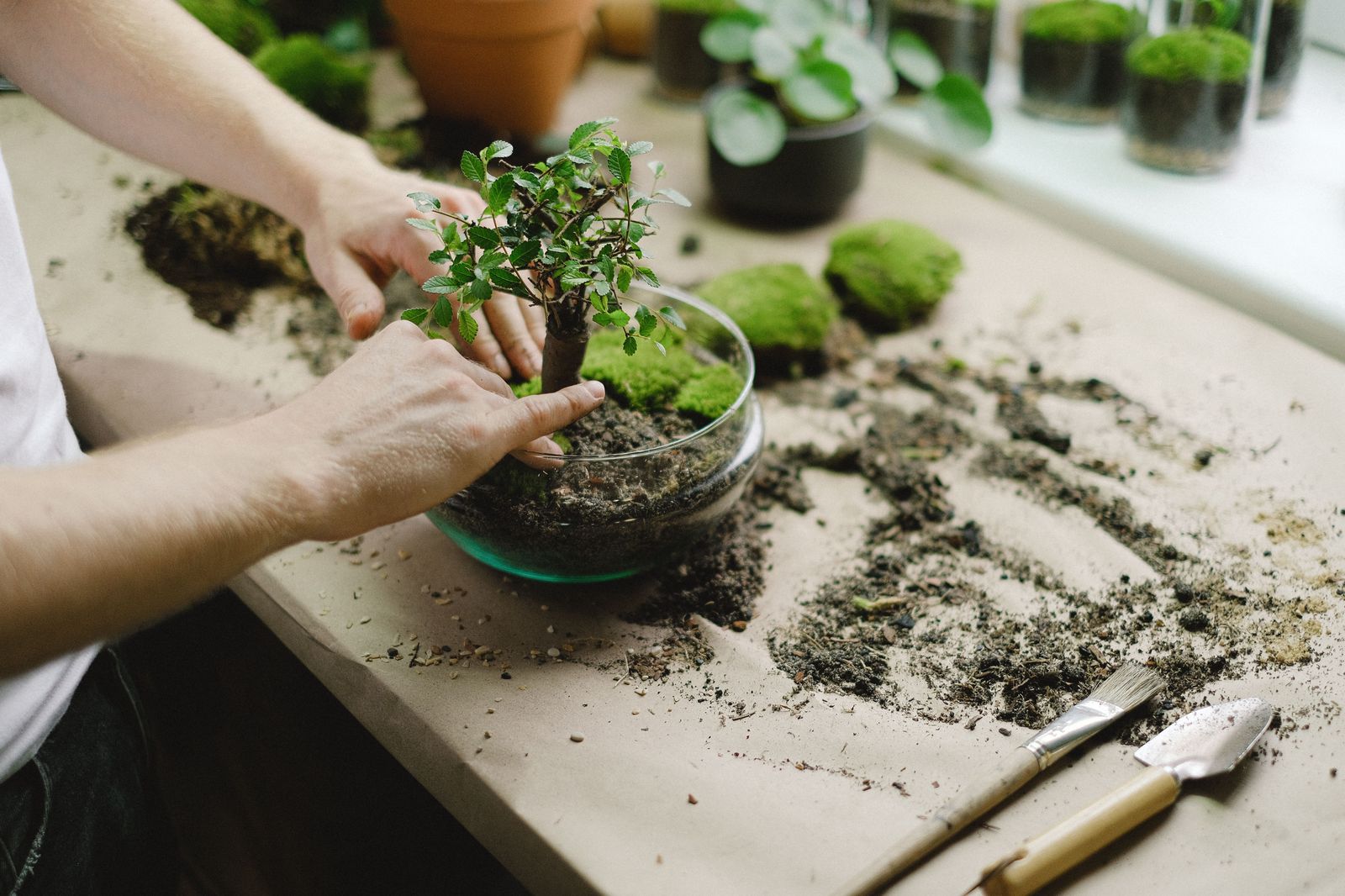 Hands placing a small potted tree into a glass bowl with moss