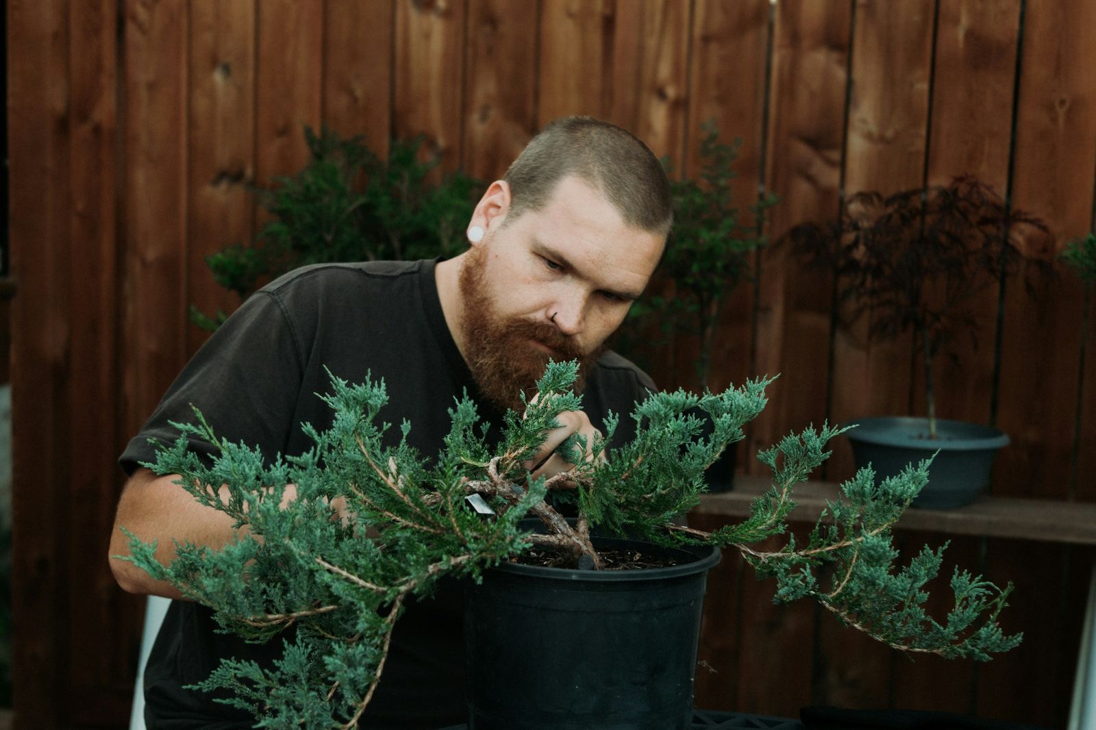 A person carefully shaping the branches of a juniper bonsai